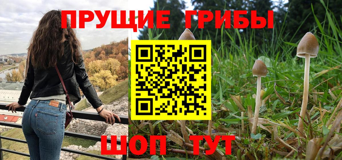 Псилоцибиновые грибы GOLDEN TEACHER Киселёвск